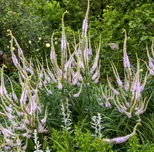 Sibirisk kransveronika